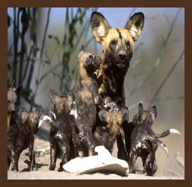 Krugerpark Wetenswaardigheden