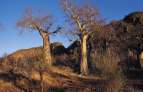 2 weken Zuid-Afrika 14 dagen rondreis