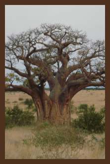 Verblijf goedkoop in een Safari Lodge in Zuid-Afrika bij het krugerpark