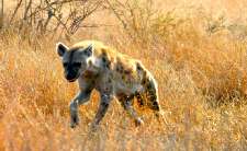 Bezienswaardigheden Zuid-Afrika informatie