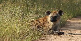 Bijzonder Krugerpark, Prive rondreis met gids