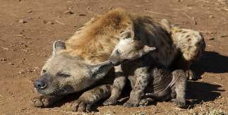 Bijzonder Krugerpark, Prive rondreis met gids