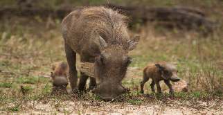 Bijzonder Krugerpark, Prive rondreis met gids