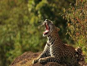 Budget Safari Krugerpark 10 dagen