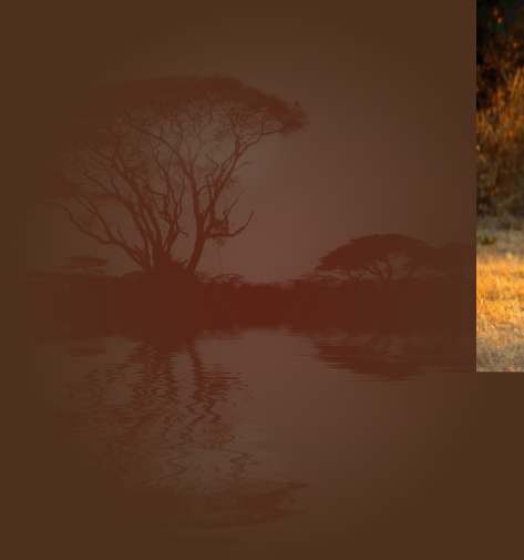 Budget Safari Krugerpark 10 dagen