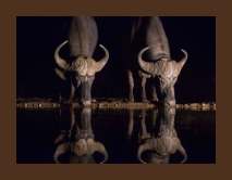 Budget Safari Krugerpark 10 dagen