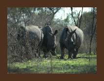 Budget Safari Krugerpark 10 dagen