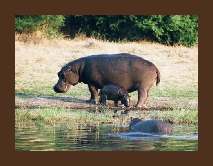 Budget Safari Krugerpark 10 dagen