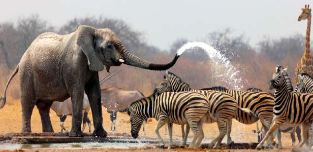 Fotoreis Zuid-Afrika met Safari