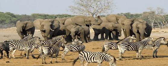 Foto Safari reis Zuid-Afrika