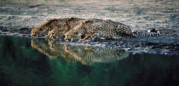 Fotoreis Zuid-Afrika met Safari