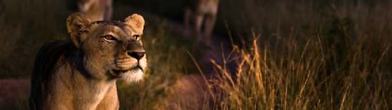 Gehandicapten-reizen-zuid-afrika, mindervaliden safari's