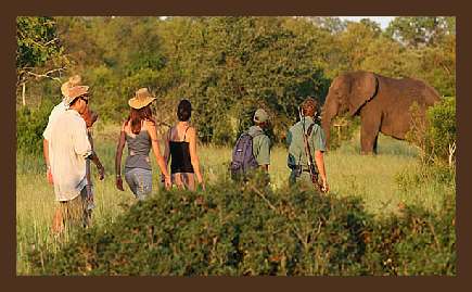 Krugerpark safari 4 dagen inclusief Bushwalk in Zuid-Afrika