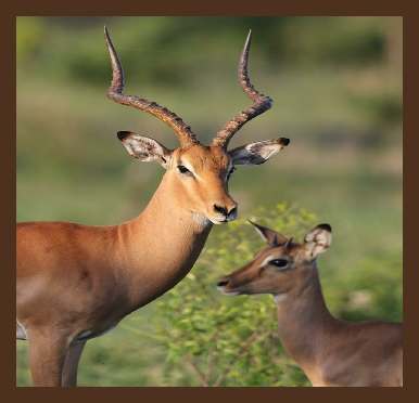 Krugerpark Wetenswaardigheden