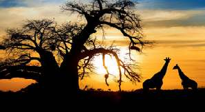 Rondreizen Zuid-Afrika en Krugerpark Safari's