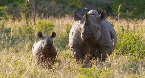 Rondreizen Zuid-Afrika en Krugerpark Safari's