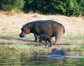 Safari Rondreis 15 dagen Krugerpark