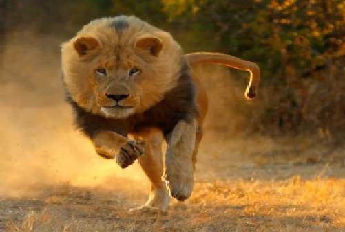 Vakantie Zuid-Afrika rondreizen en safari's