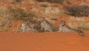 Zuid-Afrika natuur rondreis anders dan anders