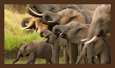 Goedkope Zuid-Afrika reizen, 10 daagse Krugerpark Budget safari