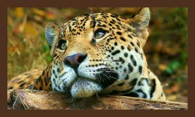 Goedkope Zuid-Afrika reizen, 4 daagse Krugerpark budget safari