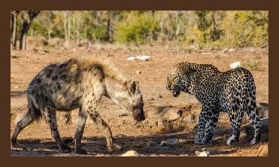 Goedkope Zuid-Afrika reizen, 8 daagse budget Krugerpark safari