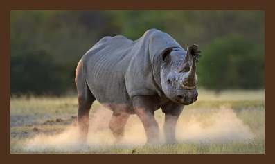 Goedkope Zuid-Afrika reizen, 5 daagse Budget Krugerpark Safari