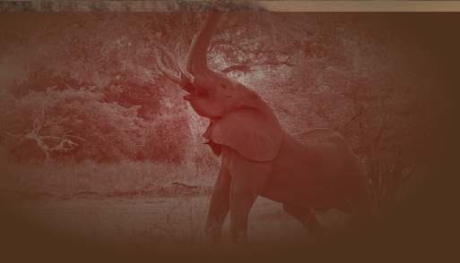 Zuid-Afrika reizen, rondreizen en krugerpark safari's van Ntshava