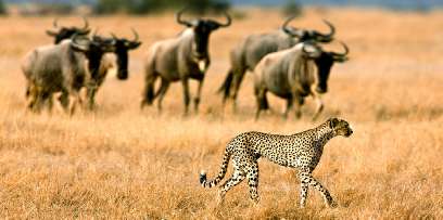 Rondreizen Zuid-Afrika en Krugerpark Safari's