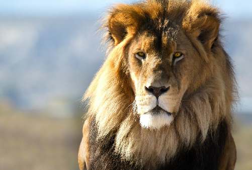 Rondreizen Zuid-Afrika en Krugerpark Safari's